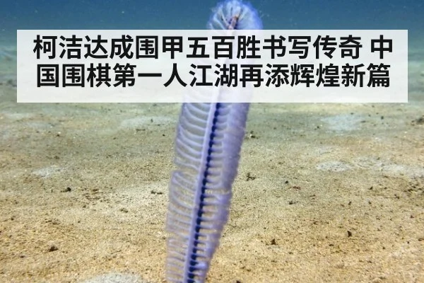 柯洁达成围甲五百胜书写传奇 中国围棋第一人江湖再添辉煌新篇